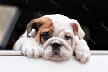 cute-english-bulldog-puppy-car-portrait-pets_666637-225